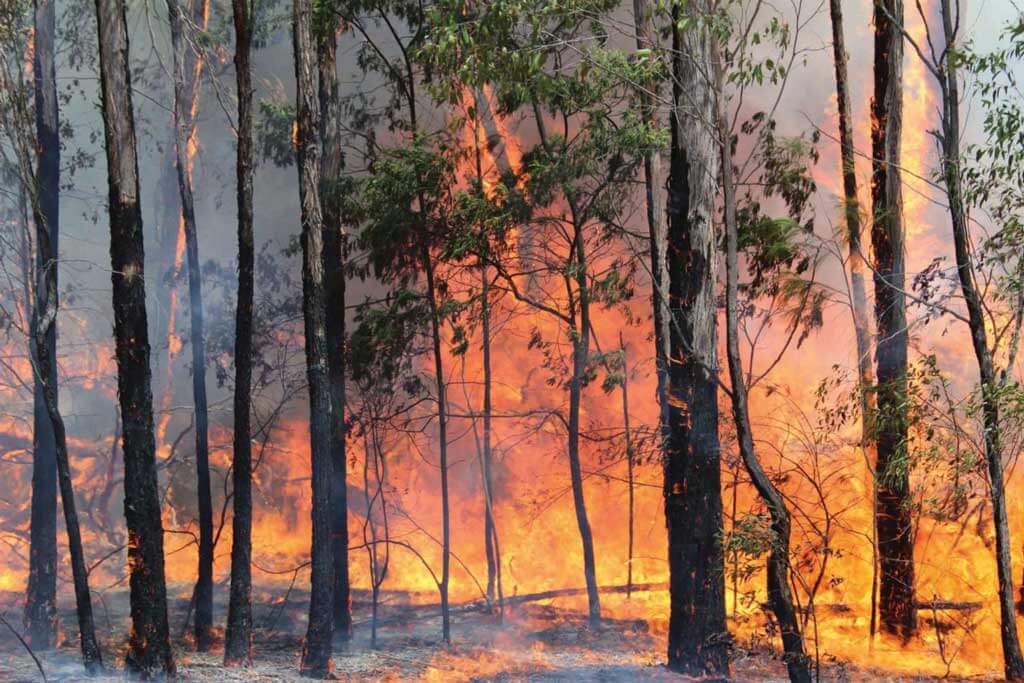 Trees burning in bushfire