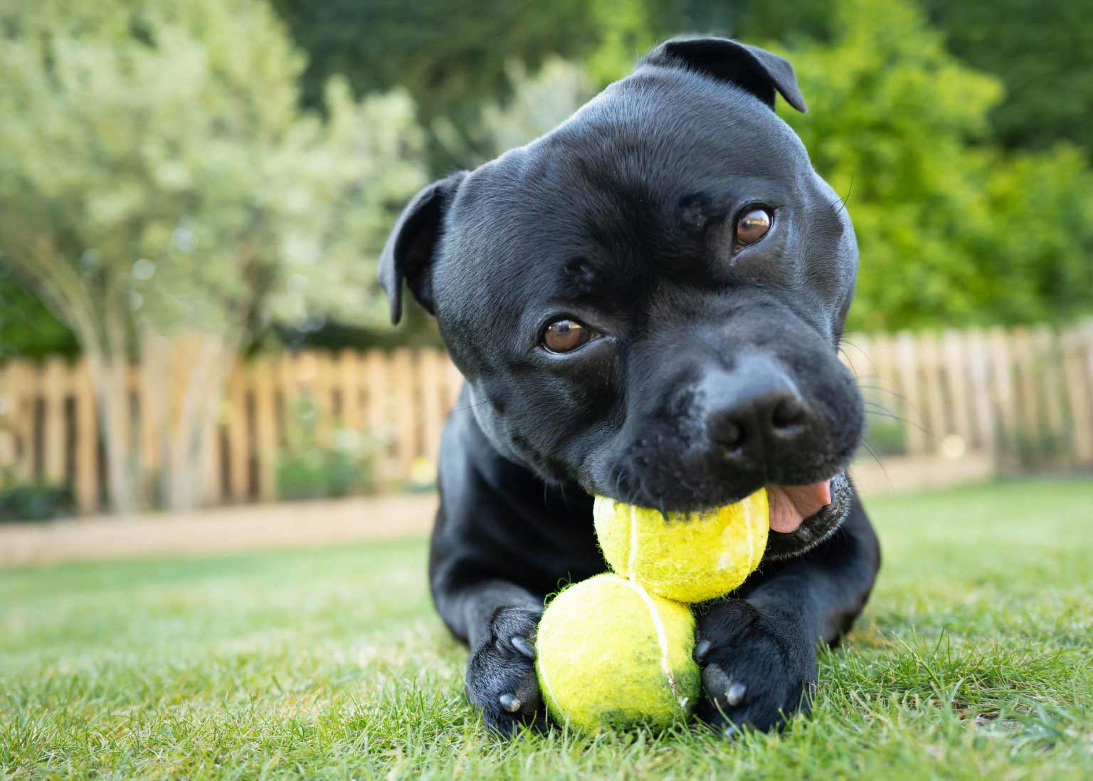 Miniature staffy hot sale size