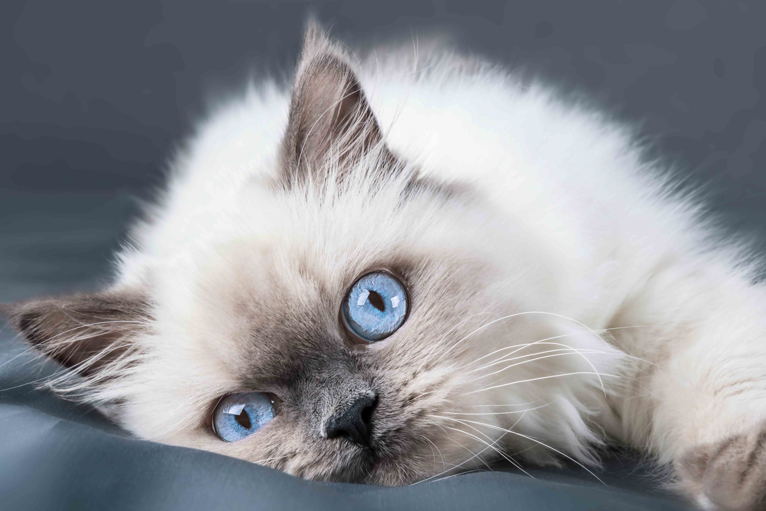 Ragdoll cat breed