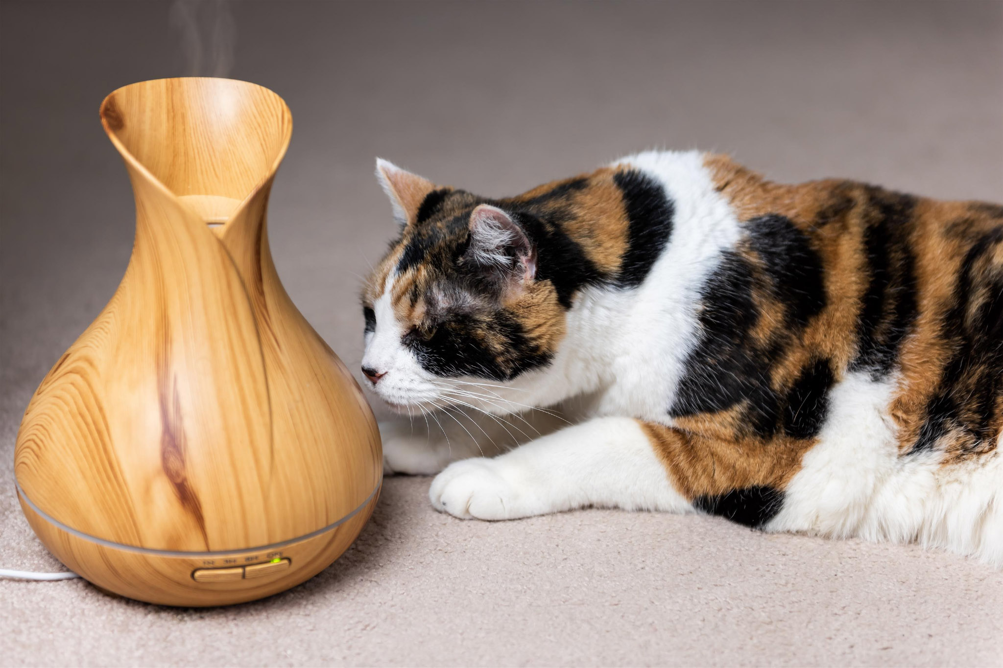 Aroma diffuser cats best sale