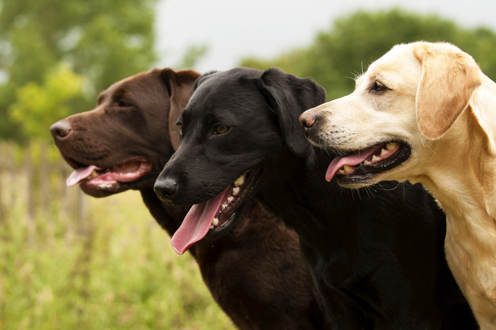 Healthy treats for labradors best sale