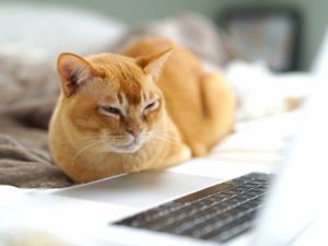 cat laying down next to a laptop