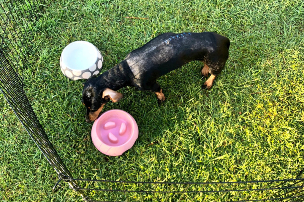 Ruby the Miniature Dachshund after IVDD surgery