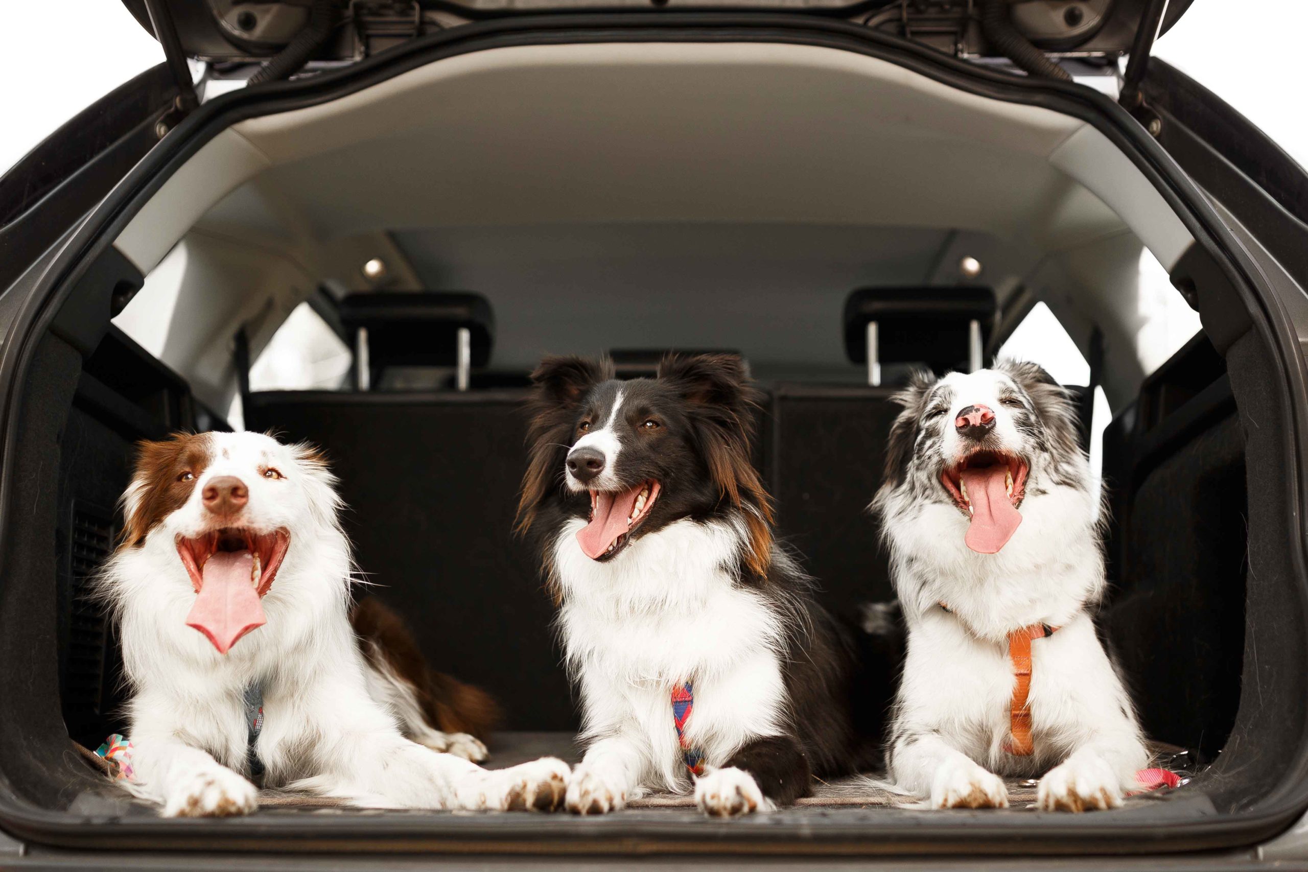 car travel with dogs