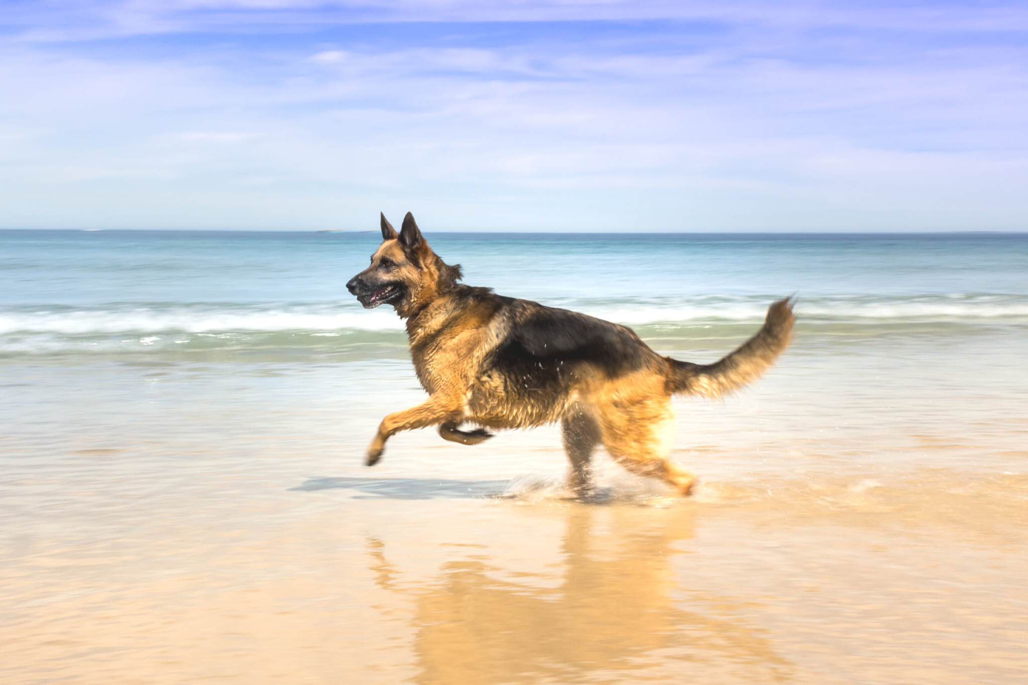 german shepherd profile