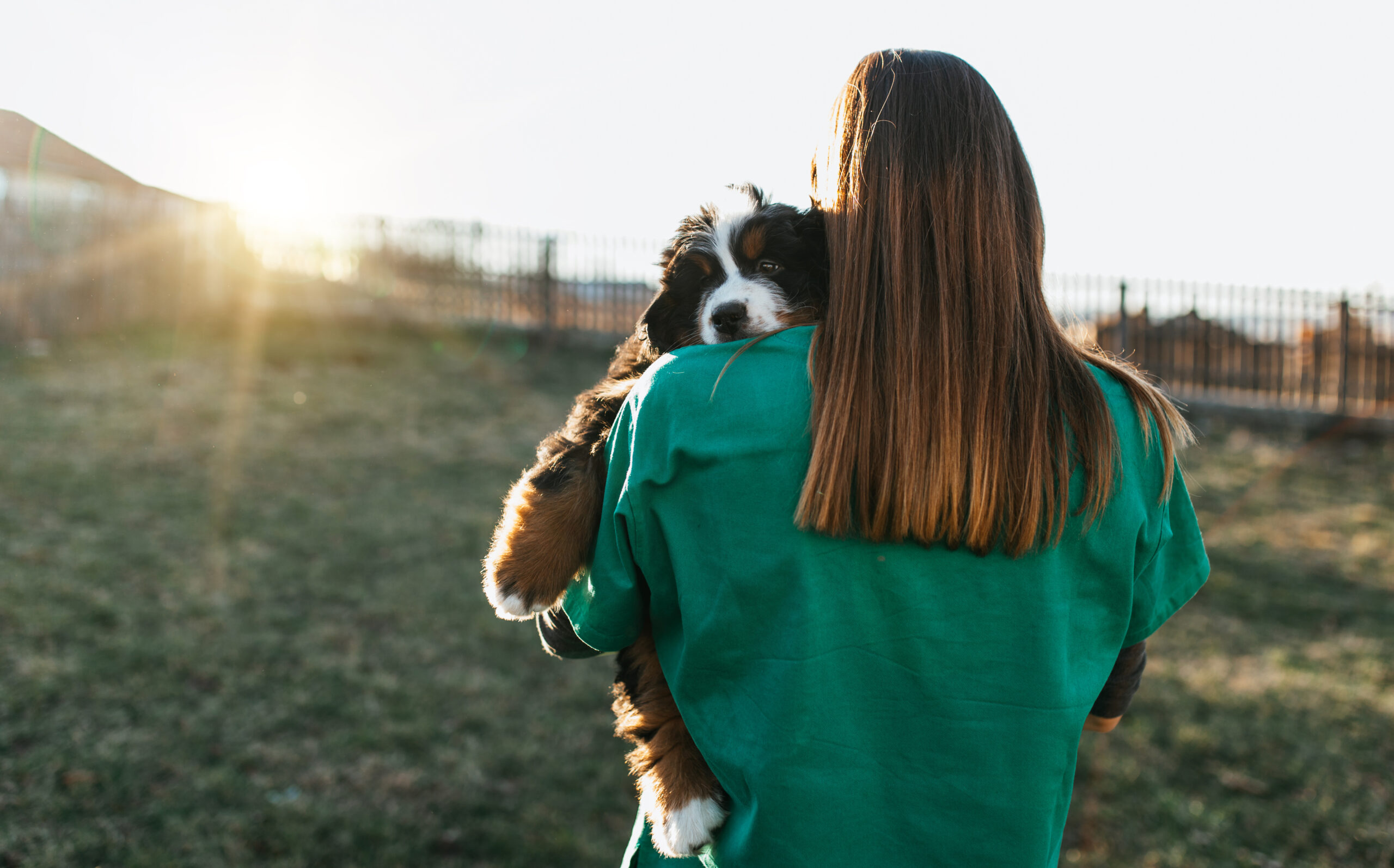 A woman in a green shirt carrying a Bernese Mountain Dog puppy outdoors at sunset, symbolizing care and protection for pets.