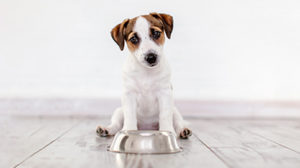 Nutrition for puppies and kittens