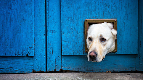 Helping pets avoid separation anxiety