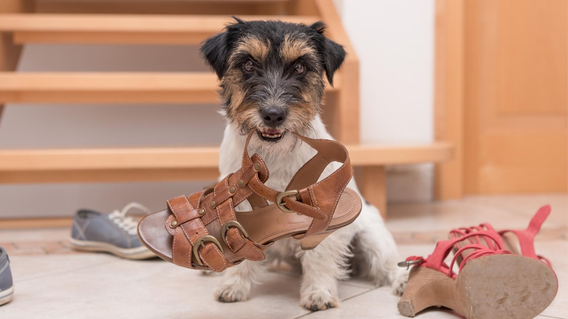 Dog chewing shoe