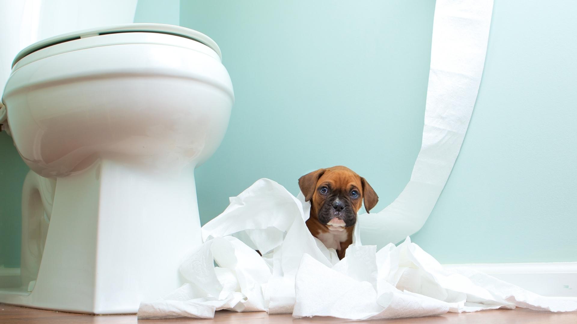 Puppy with toilet paper