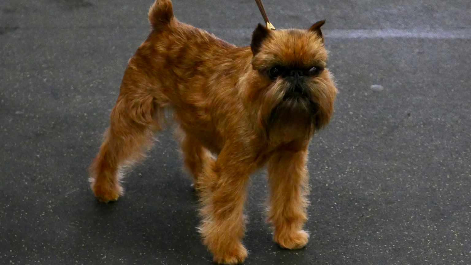 Affenpinscher breed profile PetSure