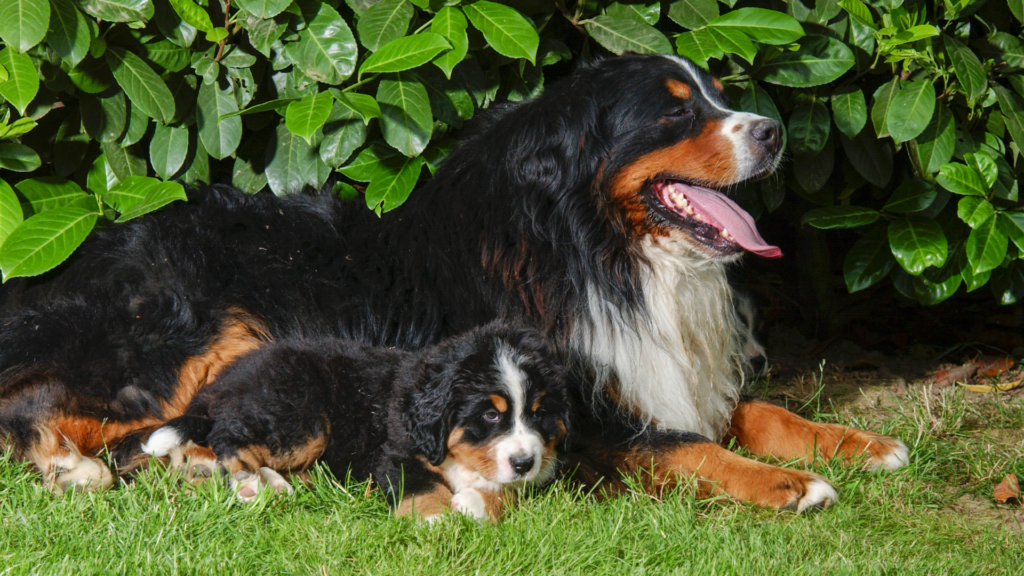 Bernese mountain clearance dog coat type