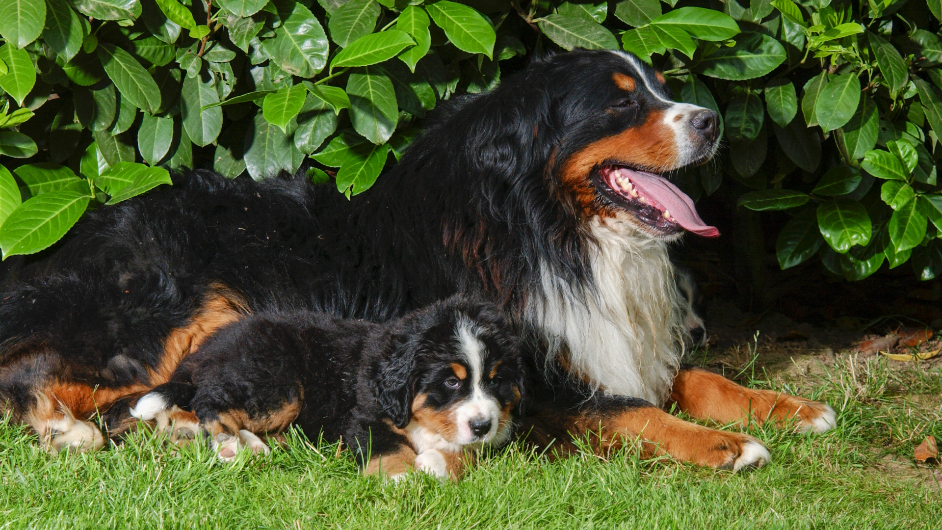 Bernese Mountain Dog and puppy