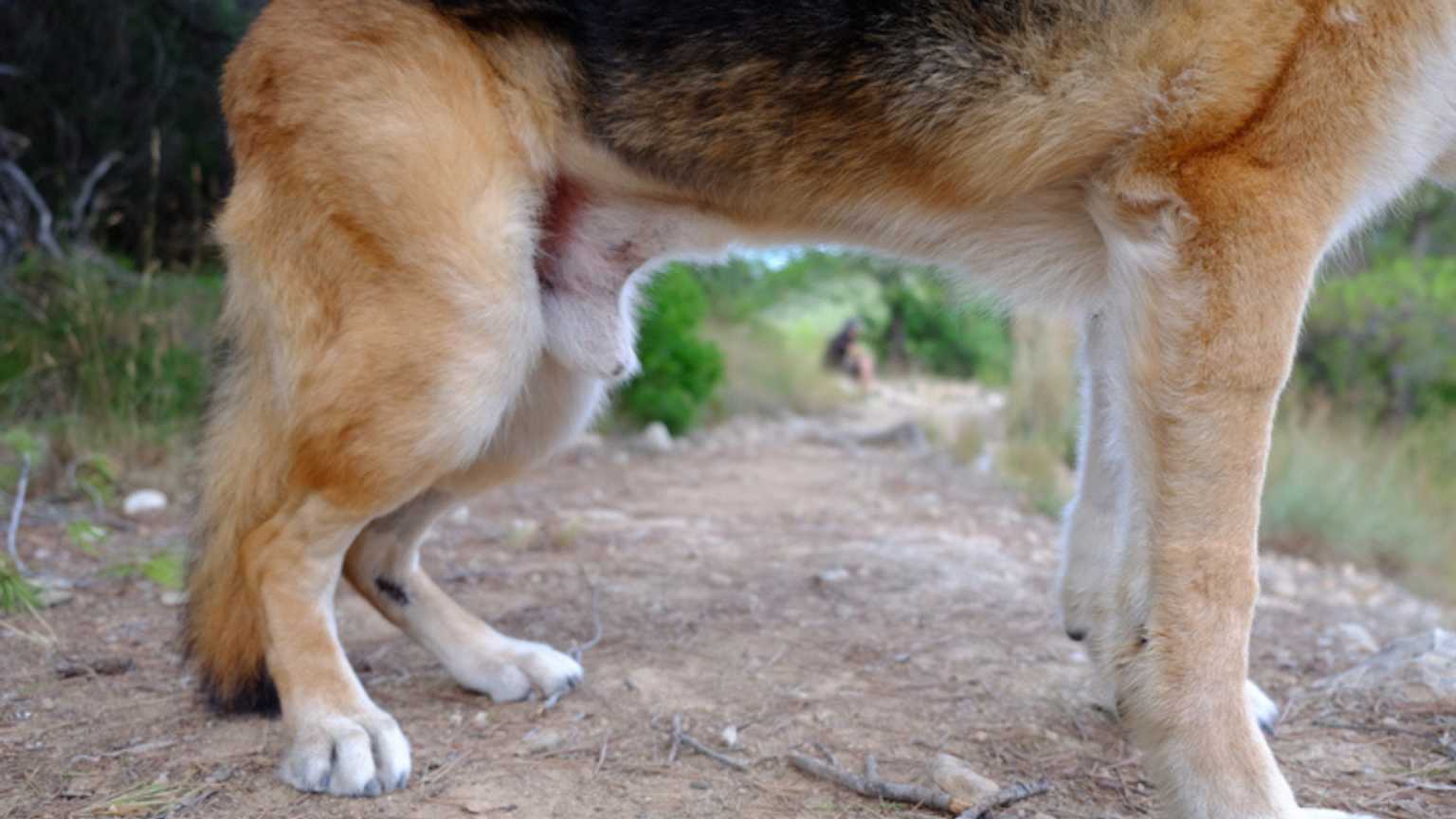 Understanding your dog’s limp Hip Dysplasia in dogs PetSure