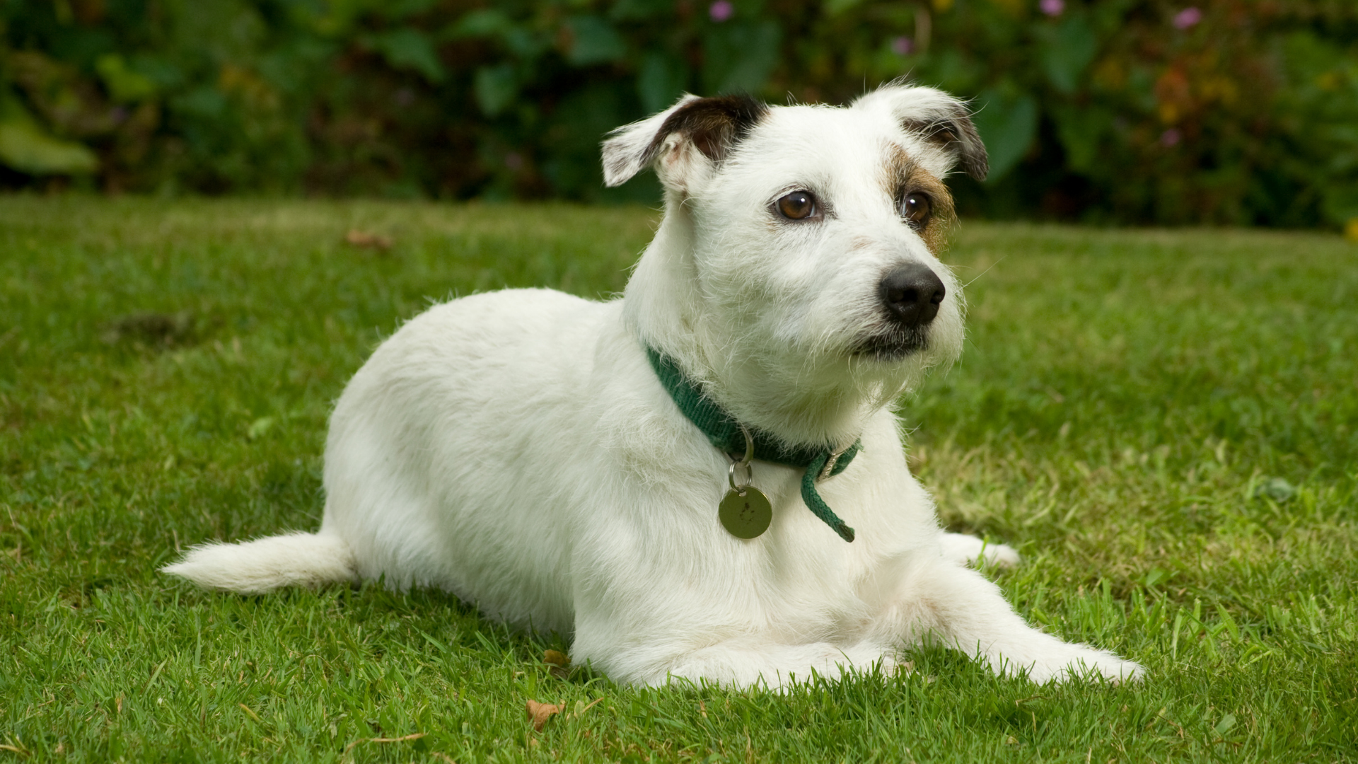 II. The History and Origins of Jack Russell Terriers