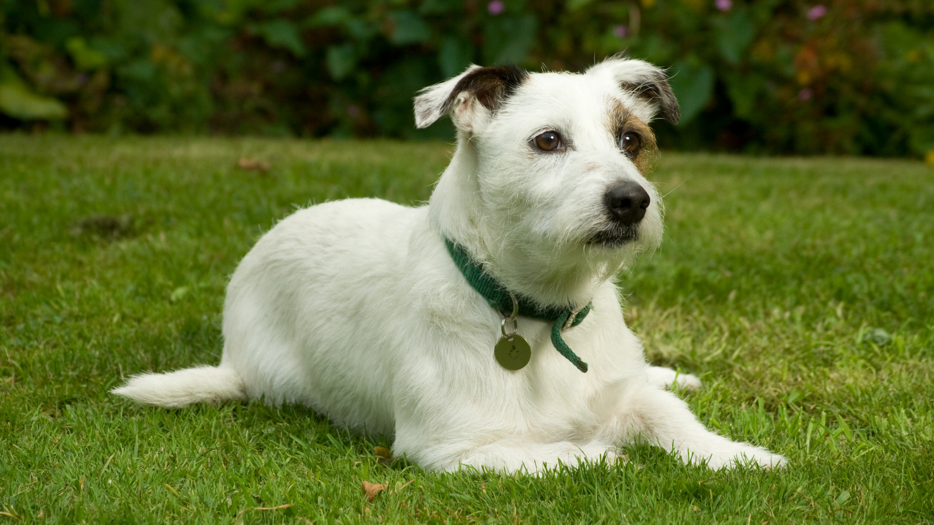 White long haired jack best sale russell terrier