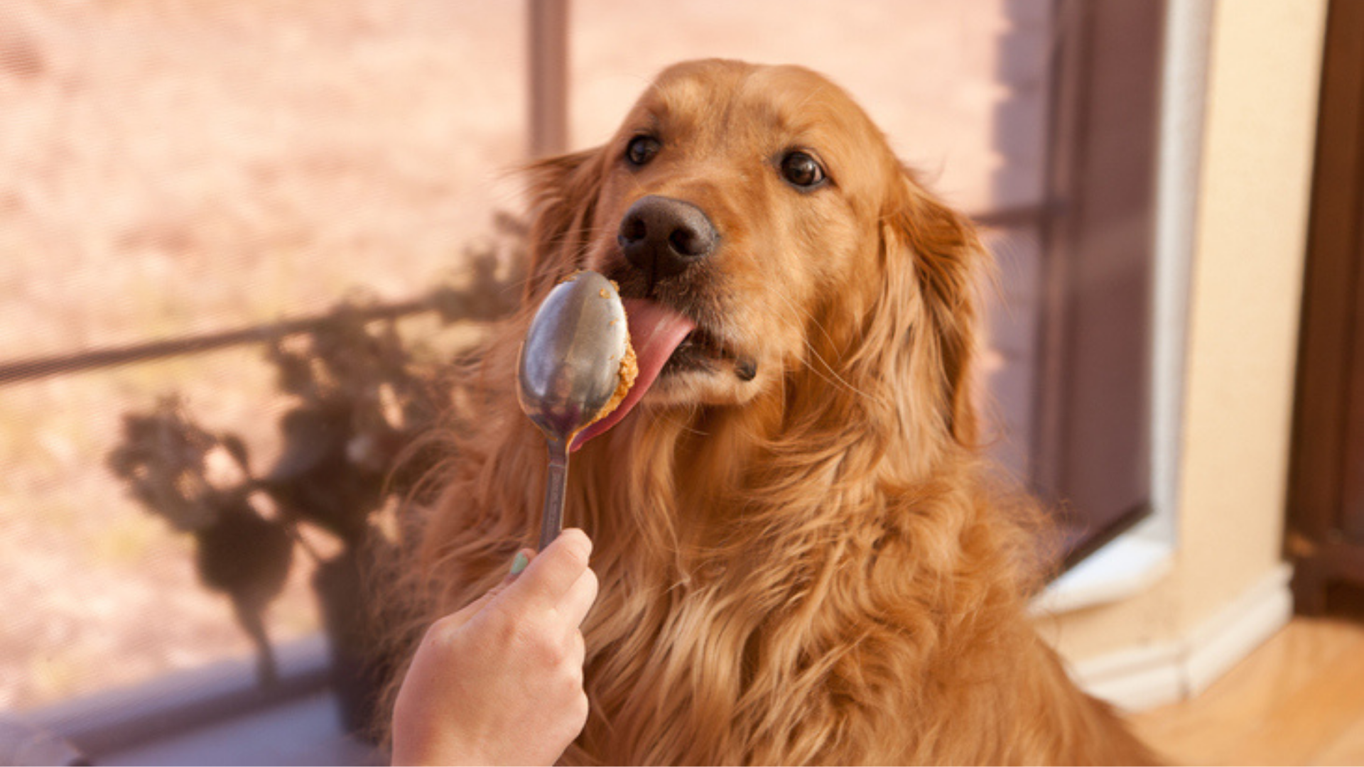 Is artificial sweetener 2025 bad for dogs