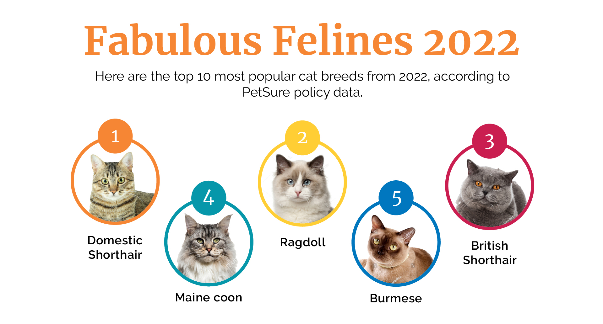 World's most popular cat breeds