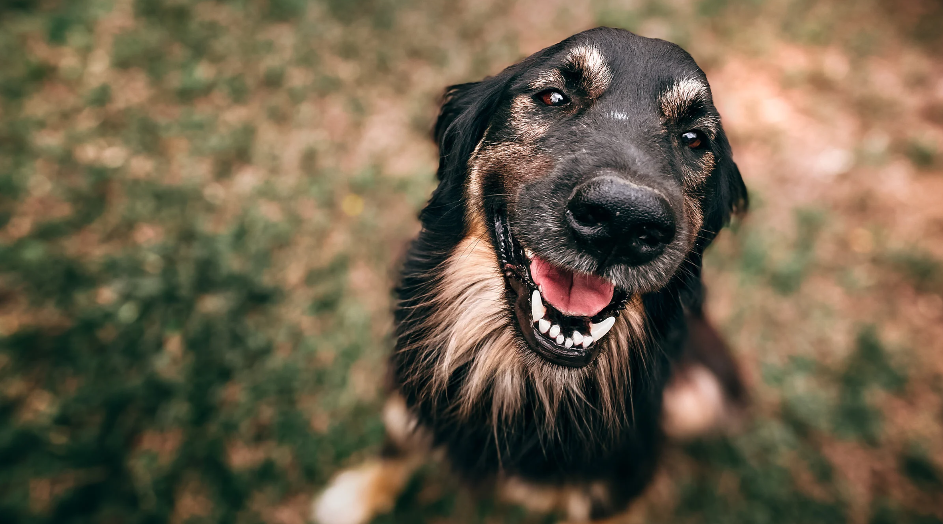A happy black and brown dog with a fluffy coat and bright eyes looking directly at the camera, sitting on a patch of grass.