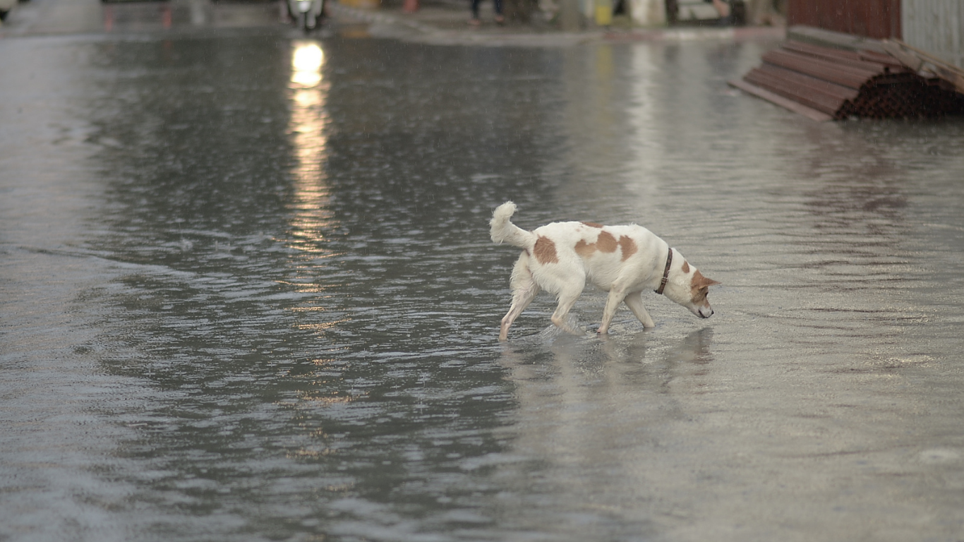A dog in the wake of a flood faces many dangers.