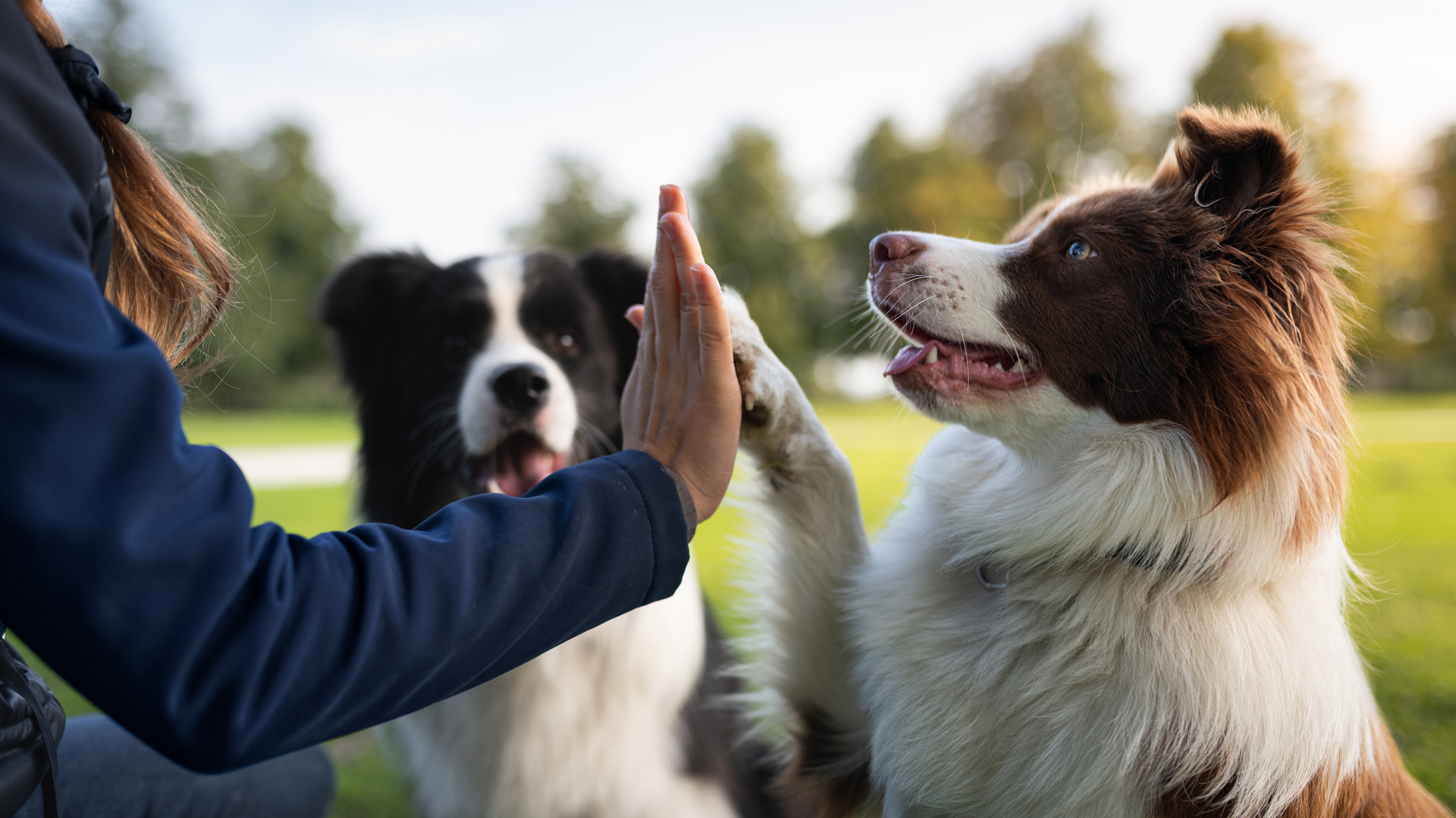 Border Collies train with owner in a park.