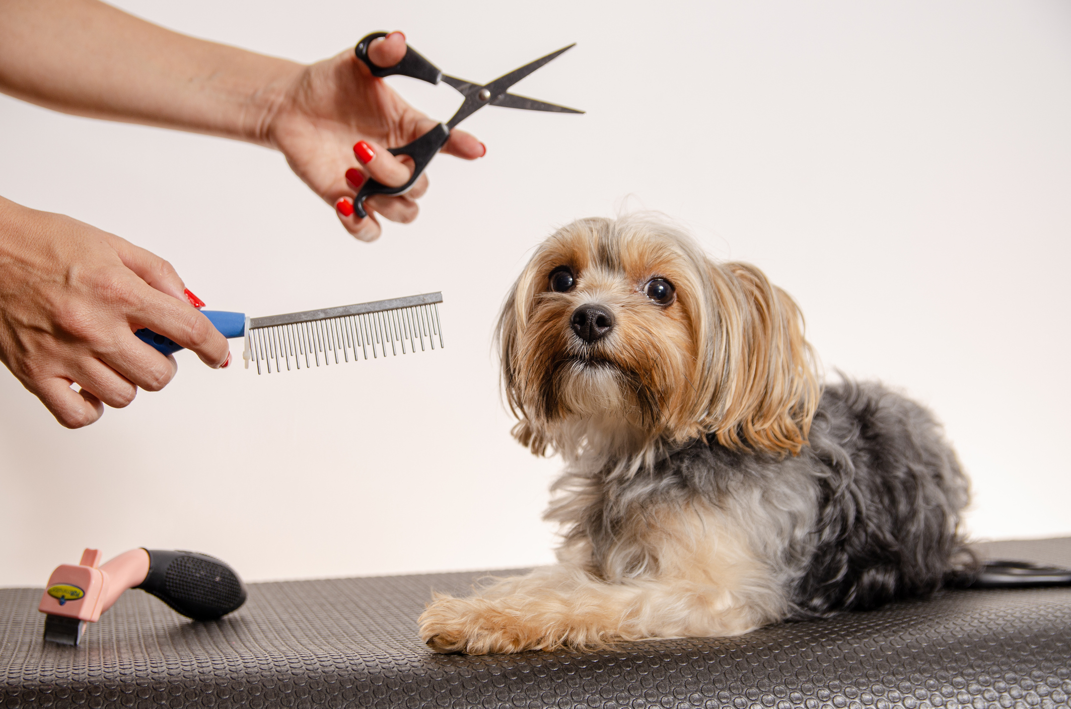Dog waits with trepidation for haircut