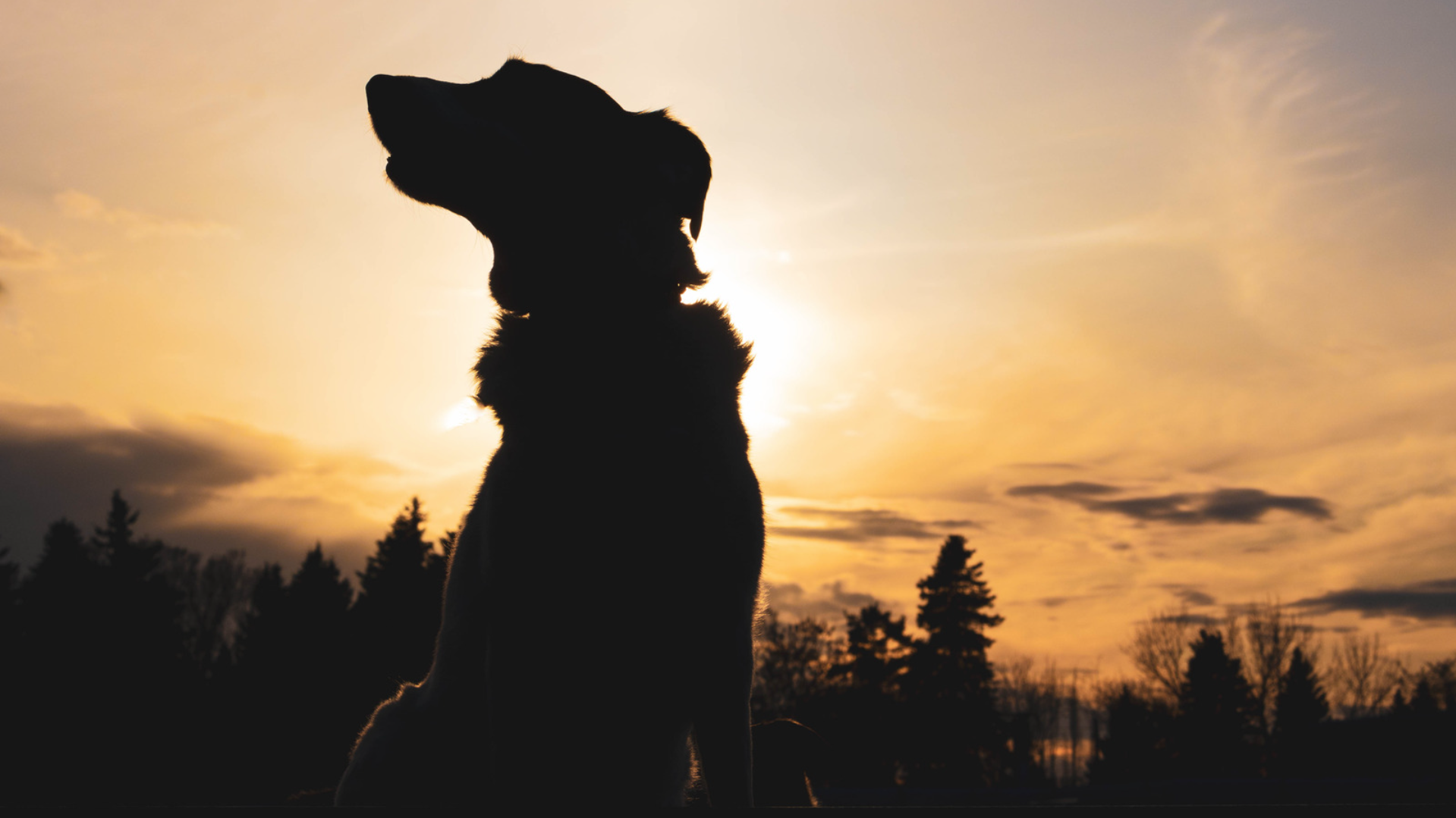 Silhouette of a dog sitting outdoors at dusk, highlighting the unique environment and visibility challenges of evening walks and dog park visits.