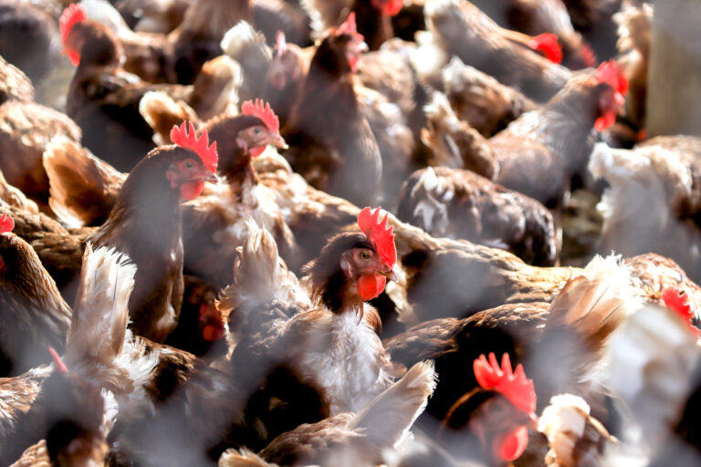 H5N1 Bird Flu: What every pet owner should know | PetSure